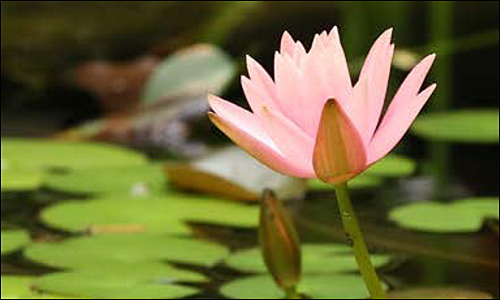 Omega Mindfulness
